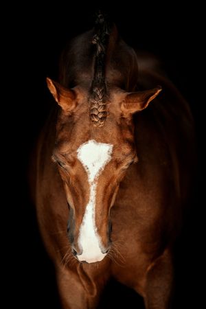 Chestnut horse with braided mane and white blaze on face photographed against black background.
