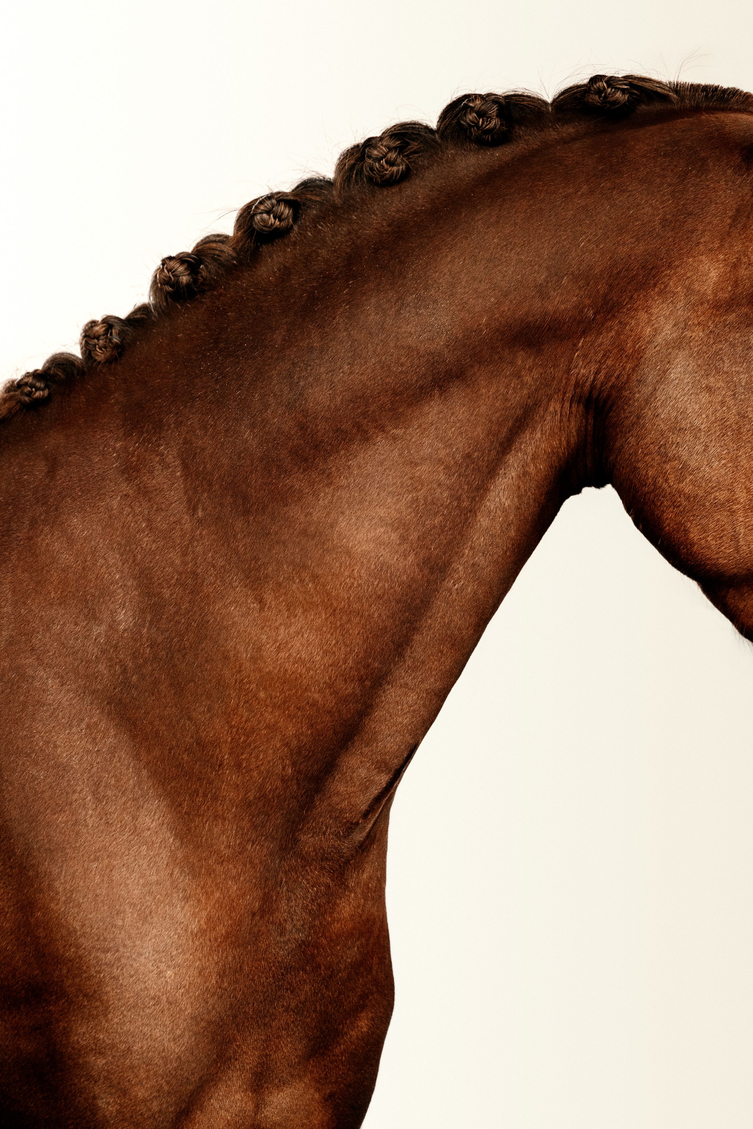 Close-up of a chestnut horse neck and braided mane showing muscular definition.
