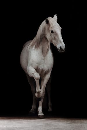 A white horse trots gracefully against a stark black background in studio lighting.