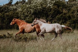 Two horses, one brown and one white, galloping freely through a lush green meadow with trees in the background.