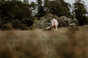 A white horse stands peacefully in a lush green meadow surrounded by tall grass and trees.