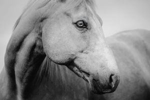 Black and white close-up portrait of a white horse with flowing mane, showcasing its elegant profile and soulful eye.