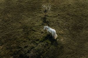 Aerial view of a white horse standing alone in a lush green field near a small tree.
