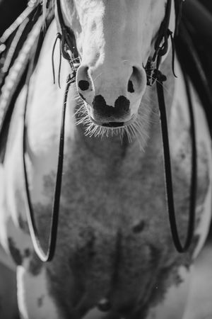 Black and white close-up of a white horse muzzle with leather reins hanging down.