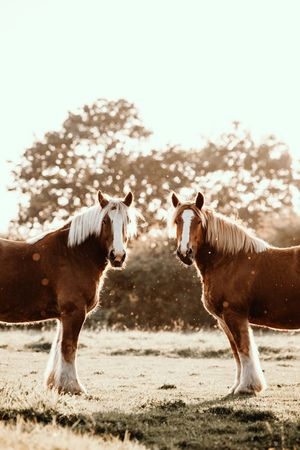 Two matching chestnut draft horses with white manes standing face to face in golden sunlight.
