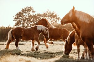 Three chestnut draft horses grazing in a sunlit golden field at sunset.