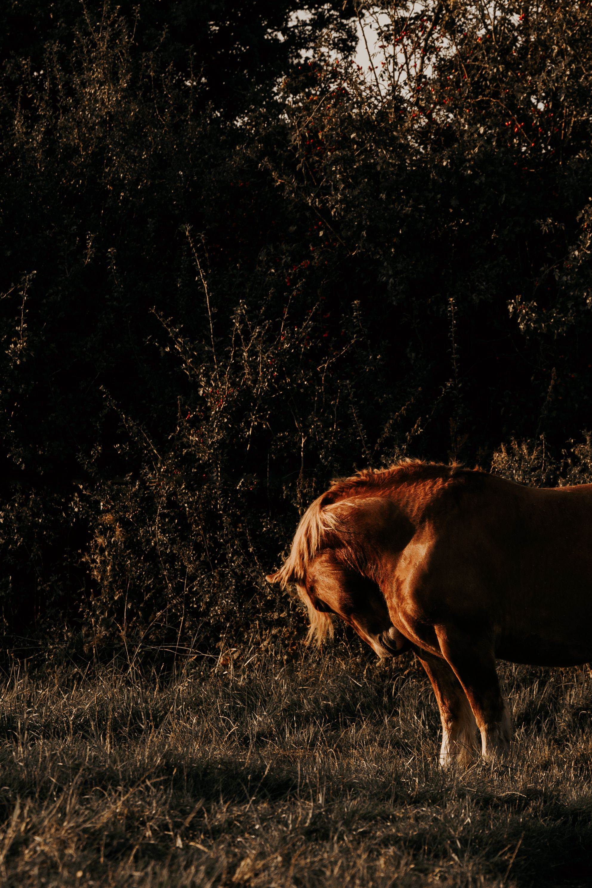 Golden chestnut horse grazing in a sunlit field with dark trees in the background.