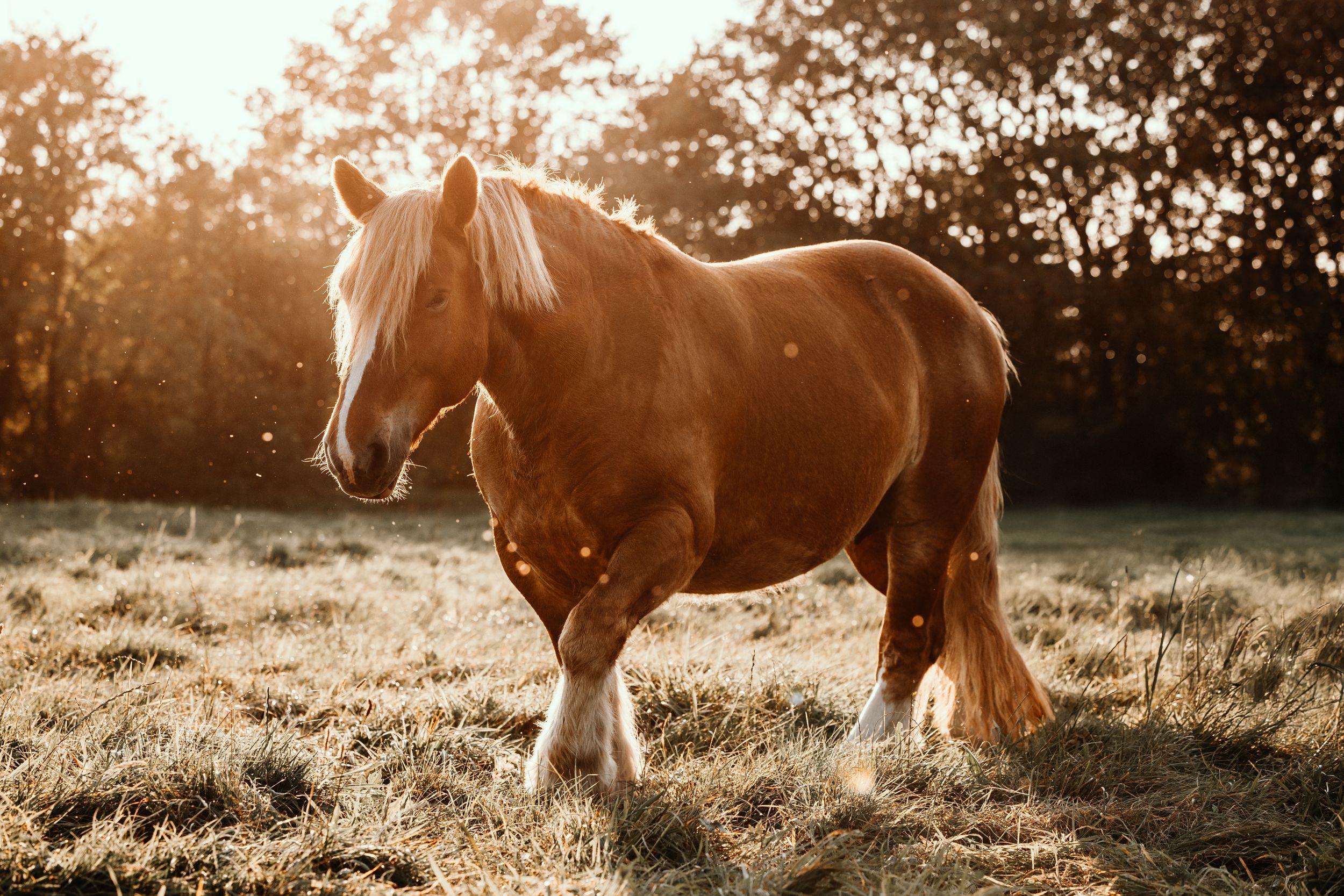 Golden chestnut horse with white mane stands in a frost-covered field at sunrise.