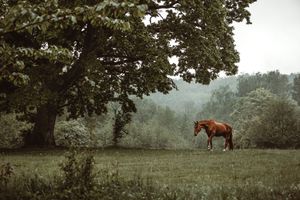 A lone chestnut horse stands peacefully in a lush green meadow beside a large oak tree in a misty forest landscape.