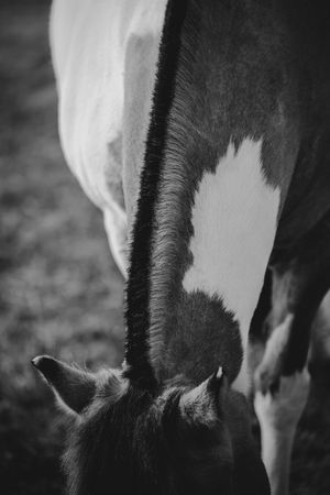 Black and white photo of a paint horse foal nursing beneath its mother in a field.