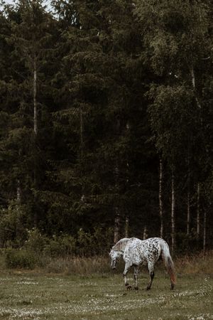A white Appaloosa horse with dark spots grazes alone in a meadow bordered by tall evergreen trees.