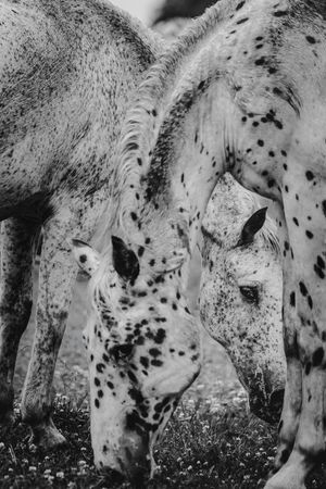 Black and white close-up of two spotted Appaloosa horses with a foal grazing in a field.