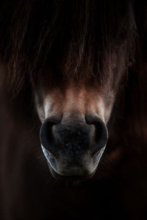 Close-up of a dark bay horse's muzzle and nostrils against a black background.