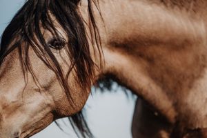 Close-up portrait of a brown horse with flowing dark mane against a soft sky background.