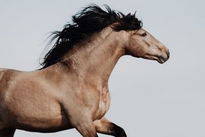 A muscular buckskin horse with flowing black mane gallops freely against a clear sky background.