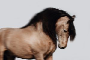 A buckskin horse with a flowing dark mane captured in motion blur against a light gray background.