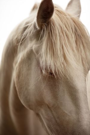 Close-up portrait of a pale palomino horse with flowing blonde mane against white background.