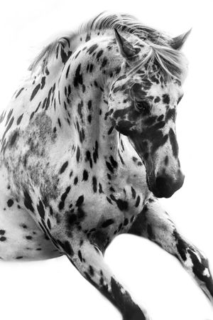 Black and white photo of a stunning Appaloosa horse with bold dark spots on white coat.