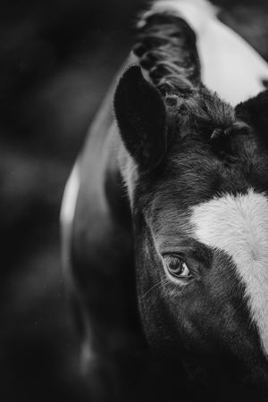Close-up black and white portrait of a horse eye and face.