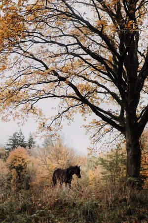 A dark horse grazing beneath a large oak tree with golden autumn foliage in a misty fall landscape.
