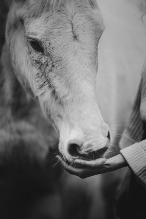Black and white photo of a person hand-feeding a light-colored horse.