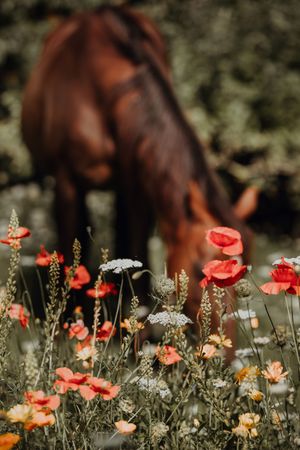 Chestnut horse grazes behind vibrant red poppies and wildflowers in a sunlit meadow.