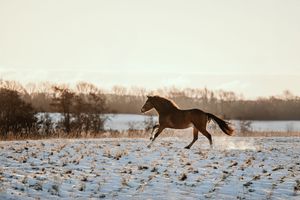 A chestnut horse gallops freely across a snow-covered field in soft winter light.