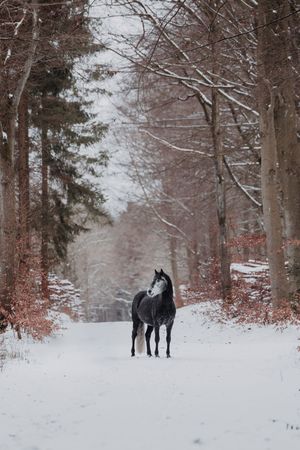 Black horse stands alone on a snowy forest path surrounded by bare winter trees.