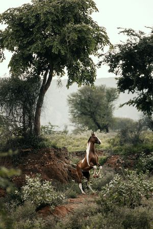 Brown and white paint horse rearing up on hind legs among green trees in a misty landscape.