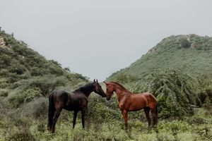 Two horses, one black and one brown, nuzzling each other in a lush green mountainous landscape.