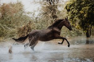 A dark brown horse gallops powerfully through shallow water, splashing droplets, with lush green trees in the background.