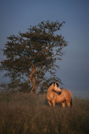 A golden palomino horse stands in tall grass beside a lone tree under a deep blue evening sky.