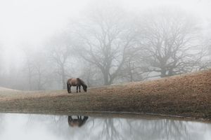 A lone horse grazing by a still pond in foggy conditions, with its reflection visible in the water.