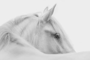 A stunning white horse portrait in black and white, showcasing its elegant profile and expressive eye.