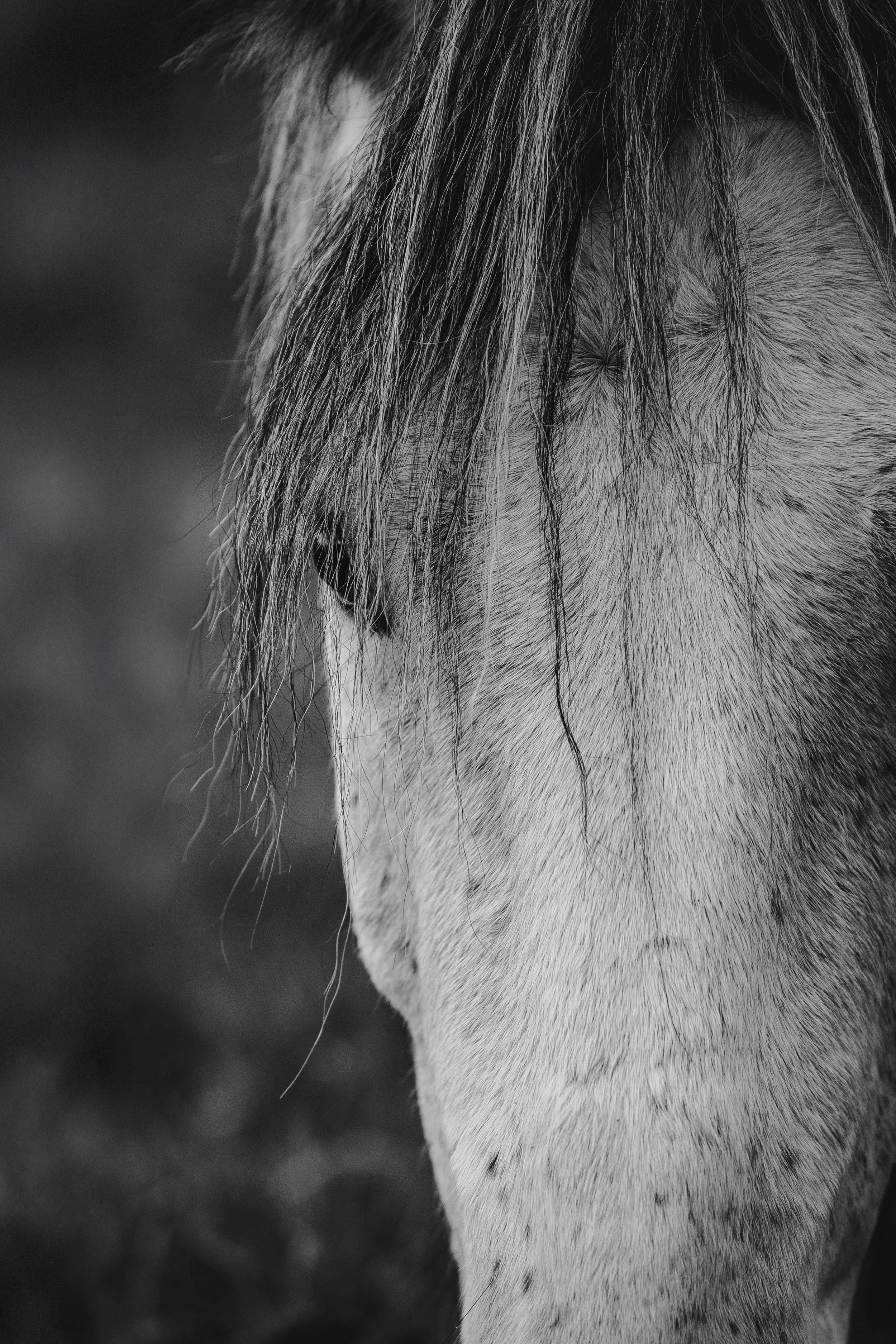 Black and white close-up of a horse with a dark mane covering its face.