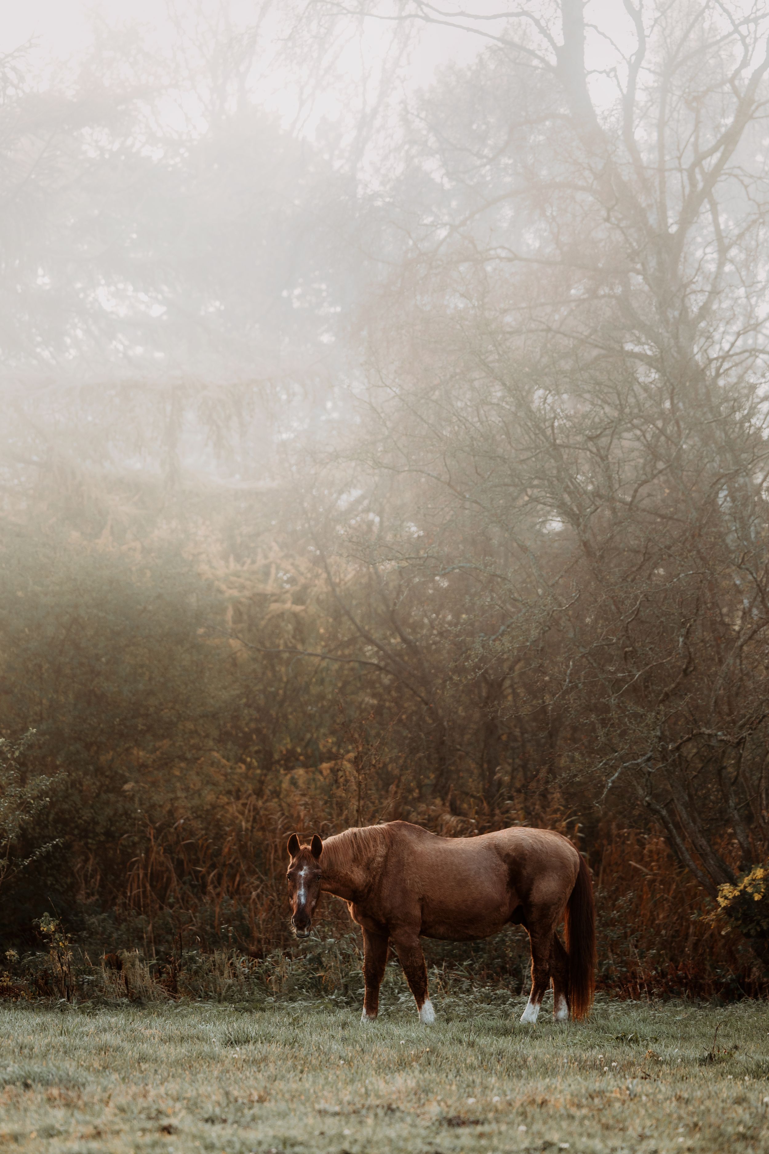 Lone chestnut horse standing in a foggy autumn meadow surrounded by bare misty trees.