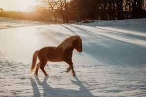 Chestnut Icelandic horse trotting through snow in golden sunset light.