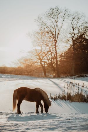 A chestnut horse grazes in a snow-covered field bathed in warm golden sunset light.