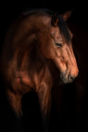Portrait of a bay horse with glossy coat emerging from dark shadows.
