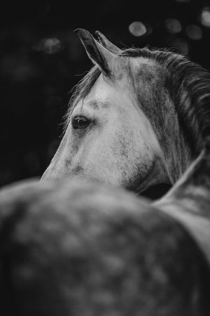 Black and white close-up of a grey horse head in profile.