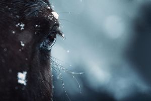 Extreme close-up of a dark horse eye with snow and ice crystals on its lashes.