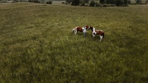 Aerial view of two brown and white paint horses grazing in a lush green meadow.
