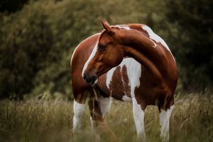 A brown and white paint horse stands in tall green grass with dark foliage in the background.