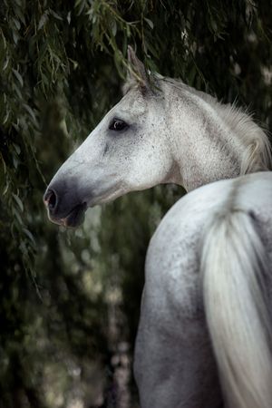Elegant white Arabian horse portrait standing among weeping willow branches in moody natural lighting.