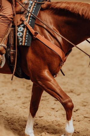 Close-up of a chestnut horse's muscular legs with western saddle and reins.