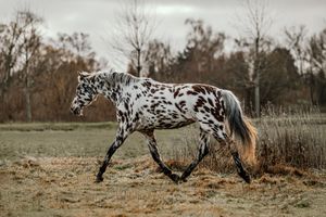 Appaloosa horse with brown spots trotting across a grassy field with bare trees in the background.