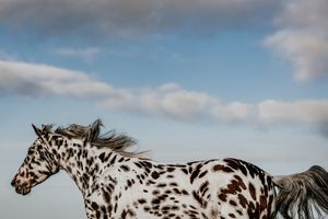 A spotted Appaloosa horse with flowing mane gallops against a blue sky with white clouds.