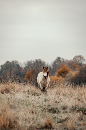 A lone brown and white pony stands in a frost-covered field with autumn trees in the background.