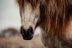 Close-up portrait of a grey and brown wild horse with a flowing mane in a field.