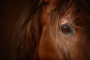Extreme close-up of a chestnut horse eye with flowing mane.
